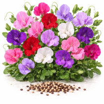 Душистый горошек