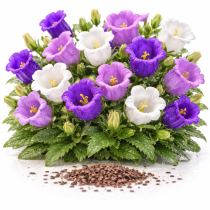 Колокольчики