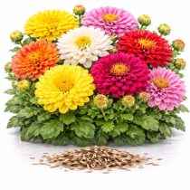 Хризантема