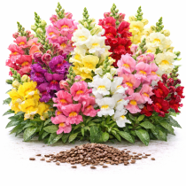 Львиный зев