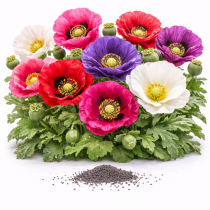 Мак декоративный