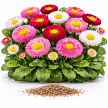 Маргаритки