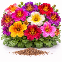 Сальпиглосис