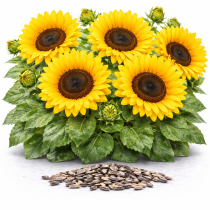 Подсолнечник