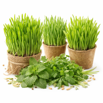 Зелень для домашних любимцев