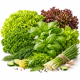 Семена зелени и салатов