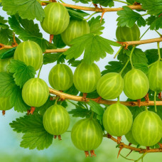 Агрус Донецький великоплідний