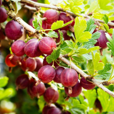 Агрус Гулівер