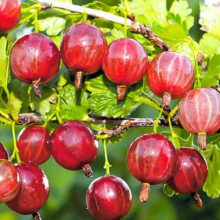 Агрус Безшипний