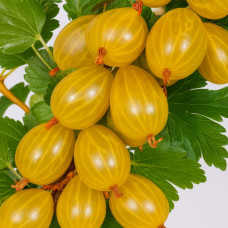 Агрус Англійський жовтий