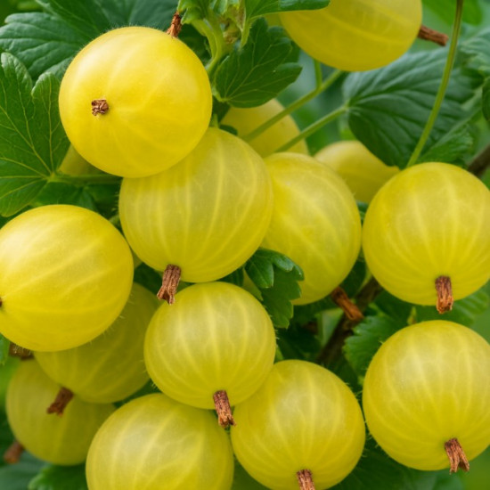 Агрус Інвікта