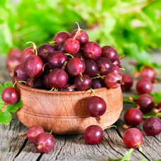 Агрус Північний Капітан