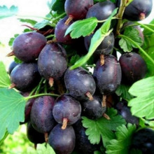 Агрус Чорна Крапля