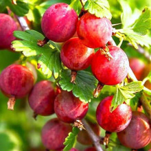 Агрус Колобок