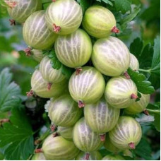 Агрус Малахіт