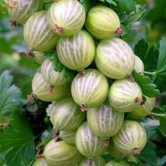 Агрус Малахіт