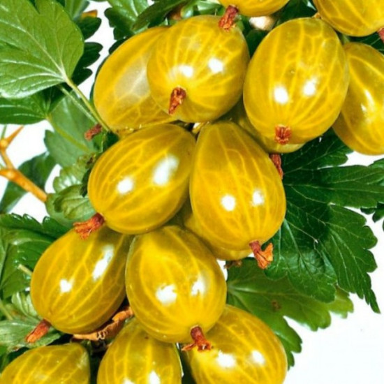 Агрус Медовий