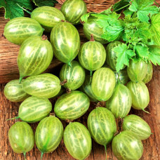 Агрус Смарагдовий