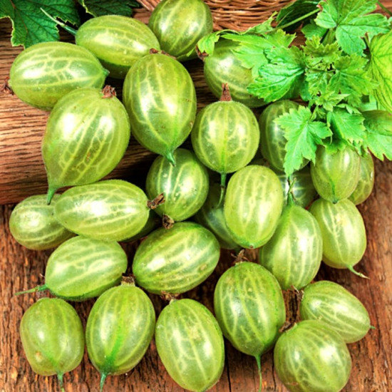 Агрус Смарагдовий