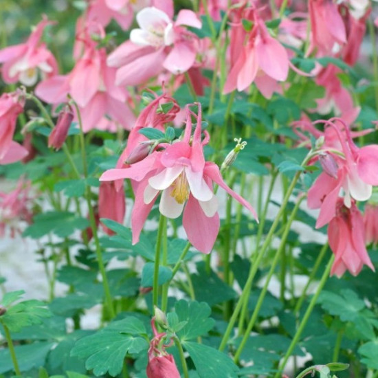 Аквілегія Biedermeier