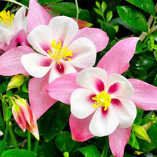 Аквілегія Biedermeier