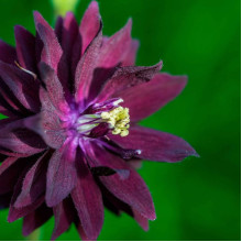 Аквілегія Black Barlow