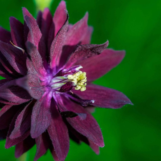 Аквілегія Black Barlow