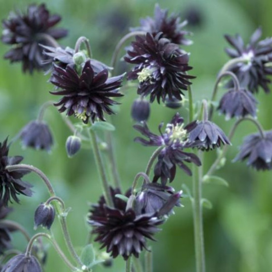 Аквілегія Black Barlow