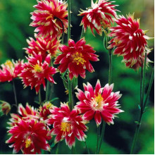 Аквілегія Nora Barlow