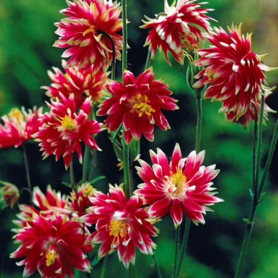 Аквілегія Nora Barlow