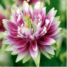 Аквілегія Nora Barlow