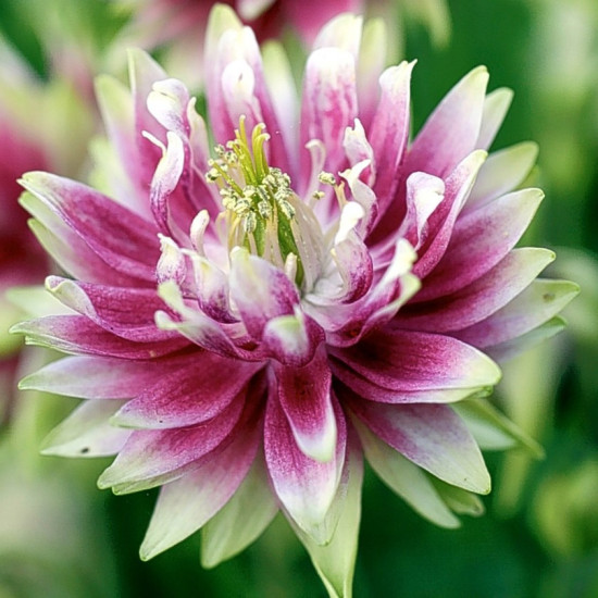 Аквілегія Nora Barlow