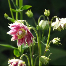 Аквілегія Nora Barlow