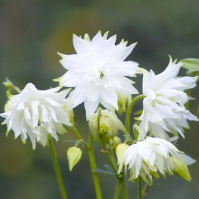 Аквілегія White Barlow