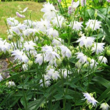 Аквілегія White Barlow