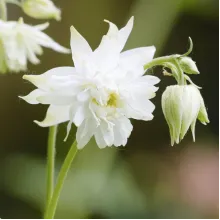 Аквілегія White Barlow