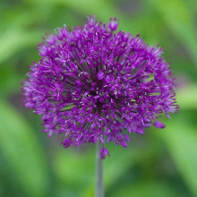 Алліум Гігантський Purple Rain