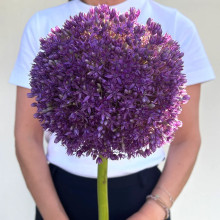 Алліум Гігантський Giganteum