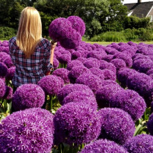 Алліум Гігантський Giganteum