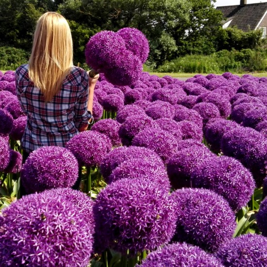 Алліум Гігантський Giganteum