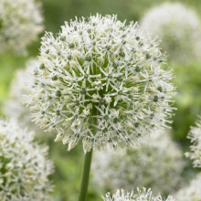 Алліум Гігантський Mount Everest