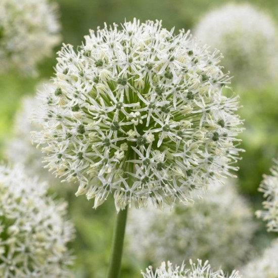 Алліум Гігантський Mount Everest