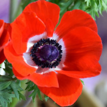 Анемона Проста