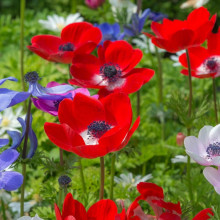 Анемона проста Hollandia