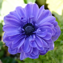 Анемона Махрова