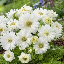 Анемона махрова Mount Everest