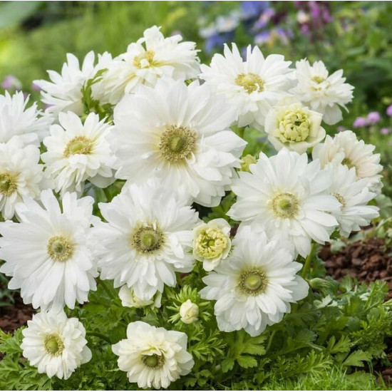 Анемона махрова Mount Everest