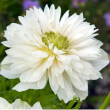 Анемона махрова Mount Everest