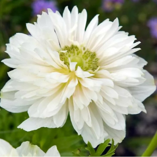 Анемона махрова Mount Everest