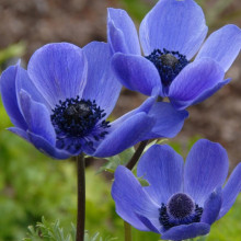 Анемона простая Mr.Fokker
